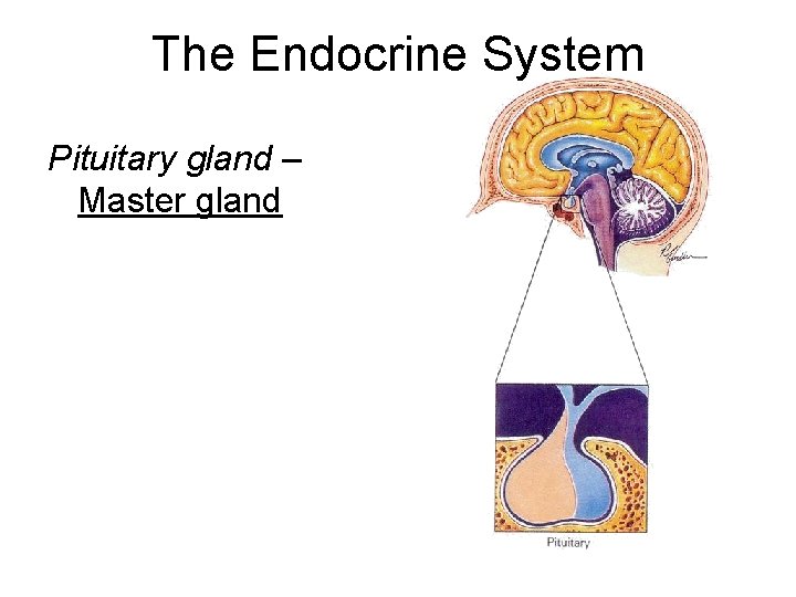 The Endocrine System Pituitary gland – Master gland 