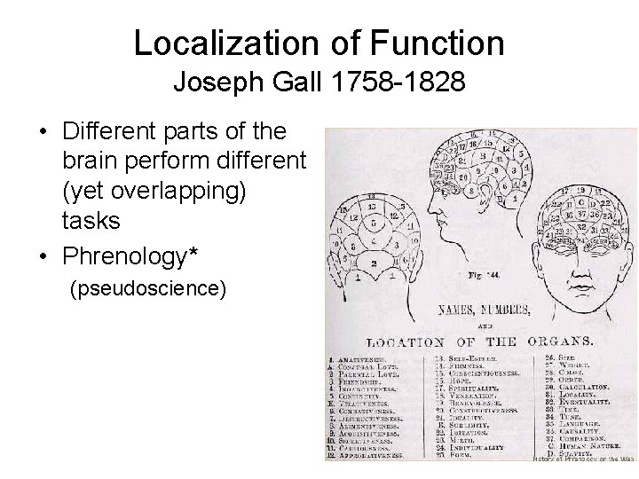 Localization of Function Joseph Gall 1758 -1828 • Different parts of the brain perform