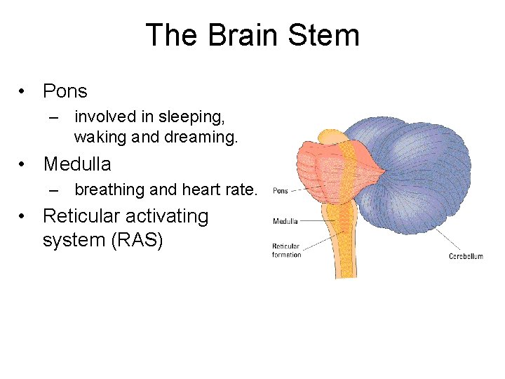 The Brain Stem • Pons – involved in sleeping, waking and dreaming. • Medulla