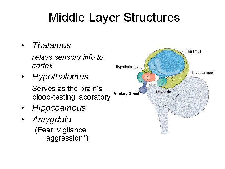Middle Layer Structures • Thalamus relays sensory info to cortex • Hypothalamus Serves as