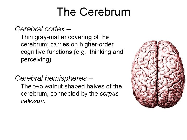 The Cerebrum Cerebral cortex – Thin gray-matter covering of the cerebrum; carries on higher-order