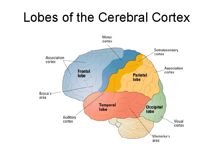 Lobes of the Cerebral Cortex 