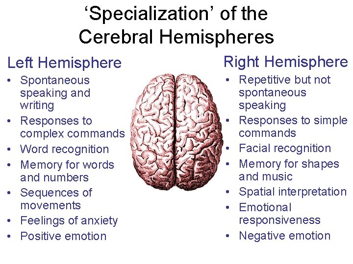 ‘Specialization’ of the Cerebral Hemispheres Left Hemisphere Right Hemisphere • Spontaneous speaking and writing