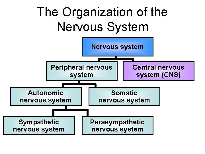 The Organization of the Nervous System Nervous system Peripheral nervous system Autonomic nervous system