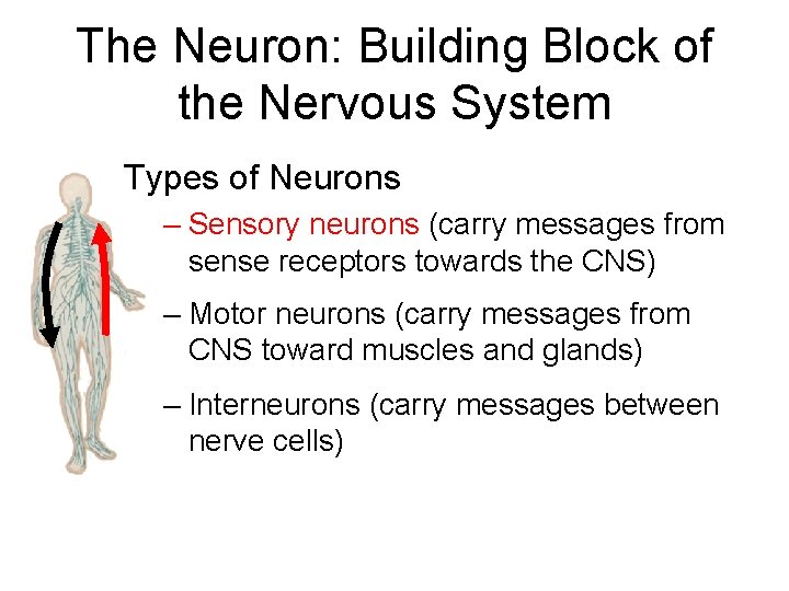 The Neuron: Building Block of the Nervous System Types of Neurons – Sensory neurons