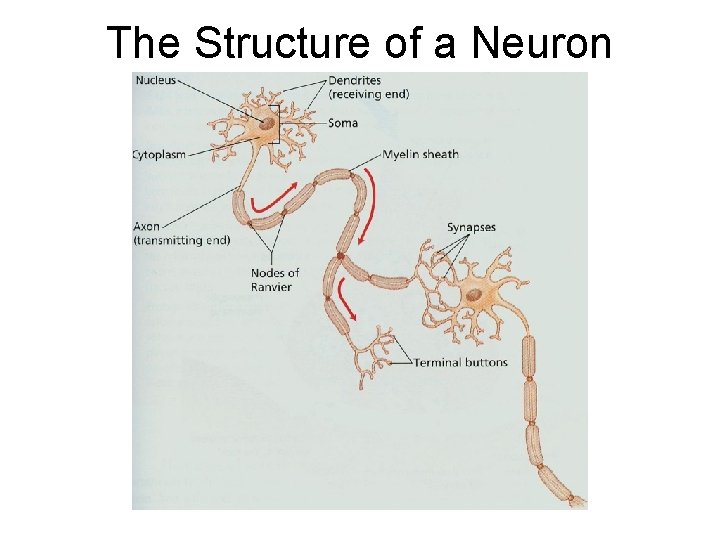 The Structure of a Neuron 