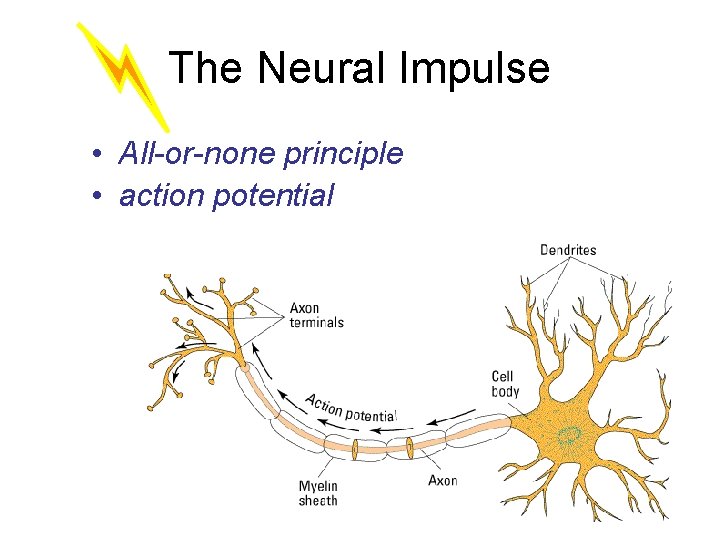 The Neural Impulse • All-or-none principle • action potential 