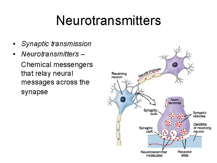 Neurotransmitters • Synaptic transmission • Neurotransmitters – Chemical messengers that relay neural messages across