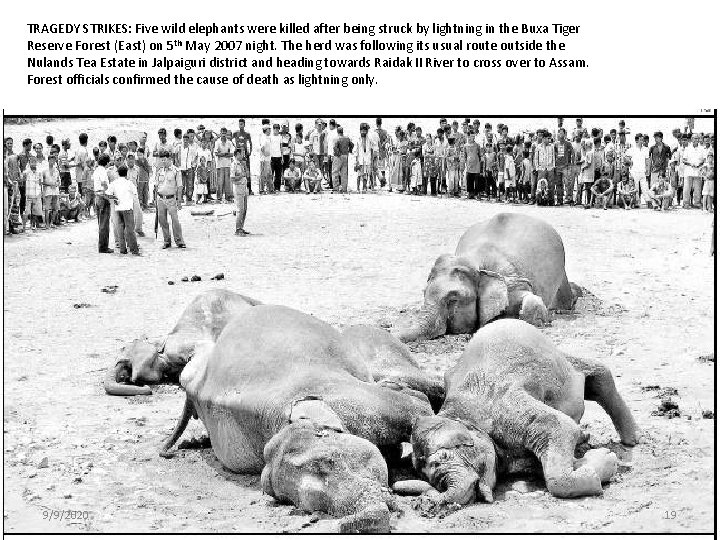 TRAGEDY STRIKES: Five wild elephants were killed after being struck by lightning in the