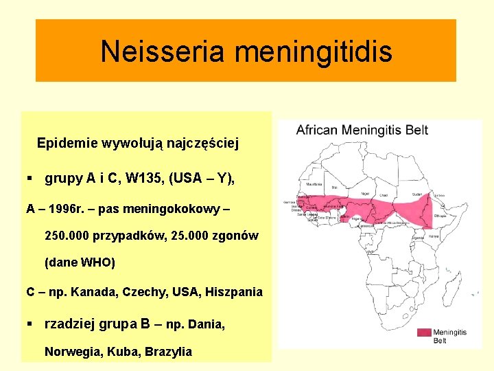 Neisseria meningitidis Epidemie wywołują najczęściej § grupy A i C, W 135, (USA –