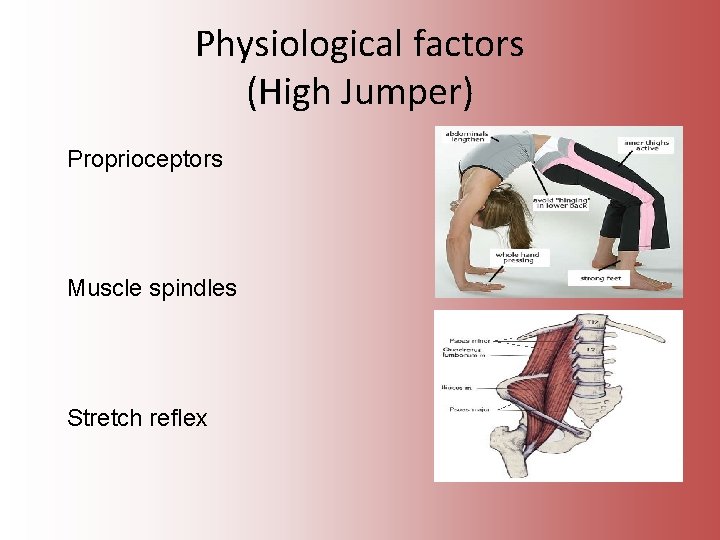 Physiological factors (High Jumper) Proprioceptors Muscle spindles Stretch reflex 