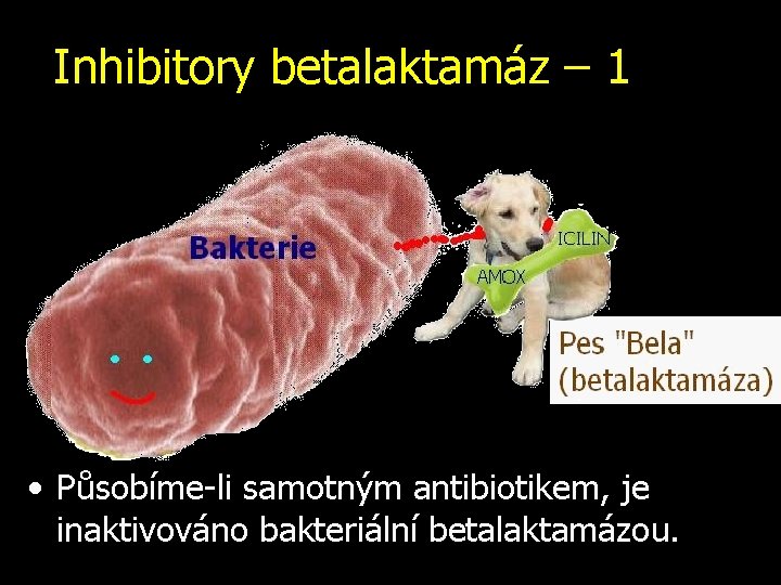 Inhibitory betalaktamáz – 1 • Působíme-li samotným antibiotikem, je inaktivováno bakteriální betalaktamázou. 