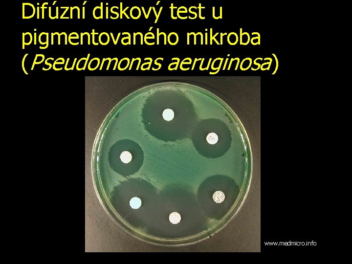 Difúzní diskový test u pigmentovaného mikroba (Pseudomonas aeruginosa) www. medmicro. info 