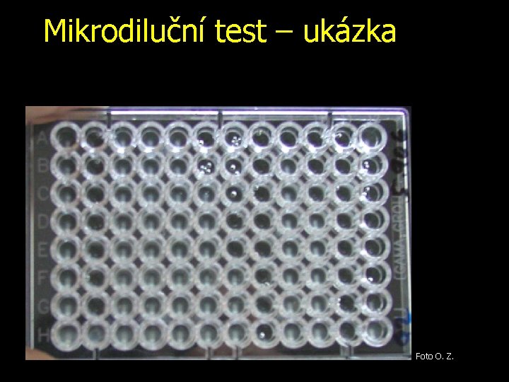 Mikrodiluční test – ukázka Foto O. Z. 