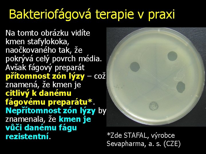 Bakteriofágová terapie v praxi Na tomto obrázku vidíte kmen stafylokoka, naočkovaného tak, že pokrývá