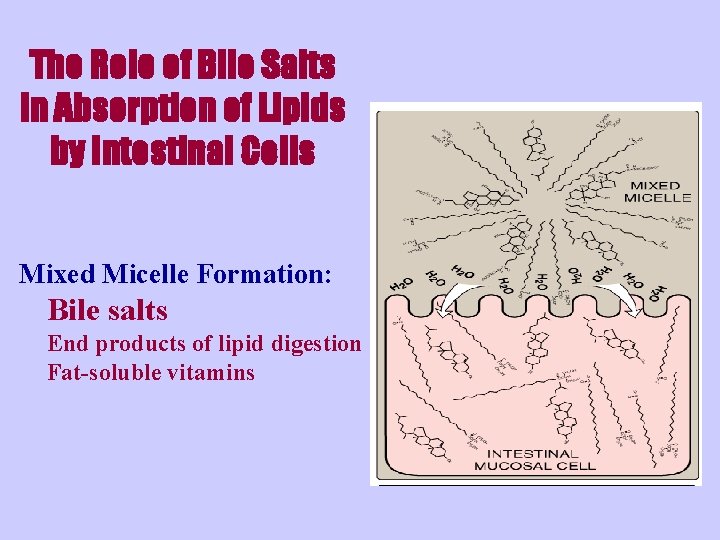 The Role of Bile Salts in Absorption of Lipids by Intestinal Cells Mixed Micelle