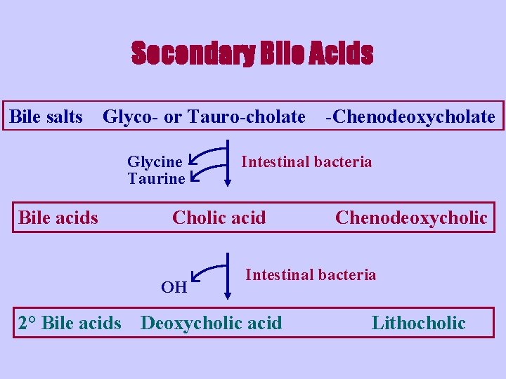 Secondary Bile Acids Bile salts Glyco- or Tauro-cholate Glycine Taurine Bile acids 2° Bile