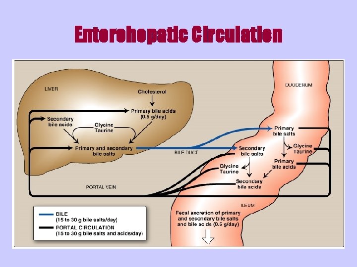 Enterohepatic Circulation 