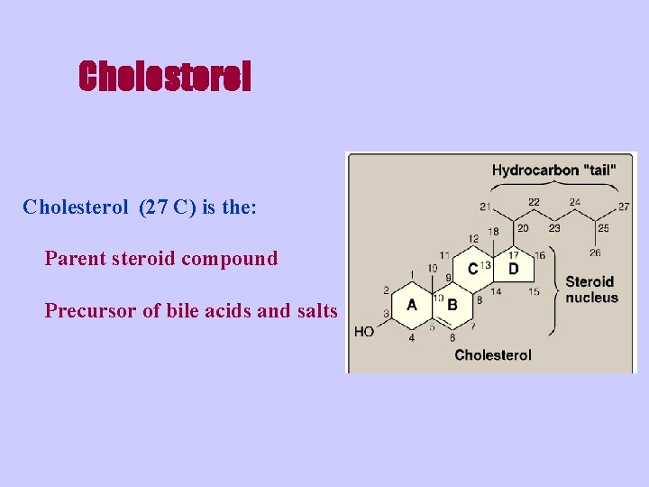 Cholesterol (27 C) is the: Parent steroid compound Precursor of bile acids and salts