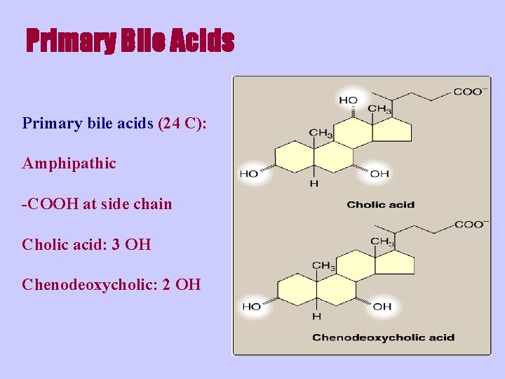 Primary Bile Acids Primary bile acids (24 C): Amphipathic -COOH at side chain Cholic