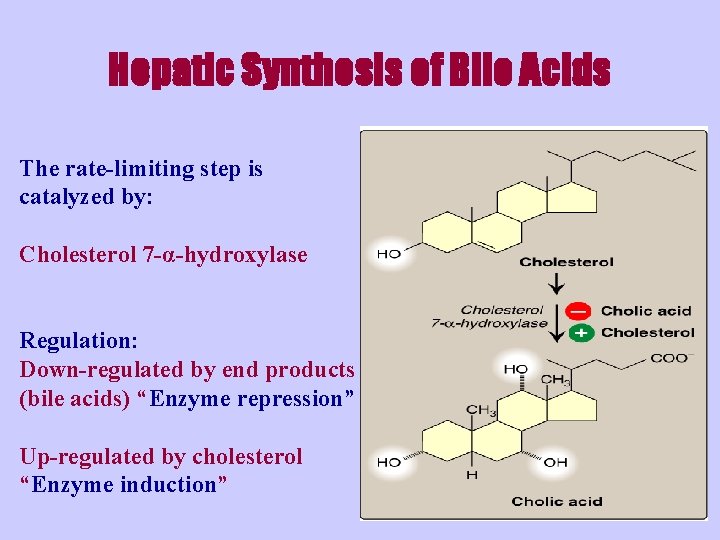Hepatic Synthesis of Bile Acids The rate-limiting step is catalyzed by: Cholesterol 7 -α-hydroxylase
