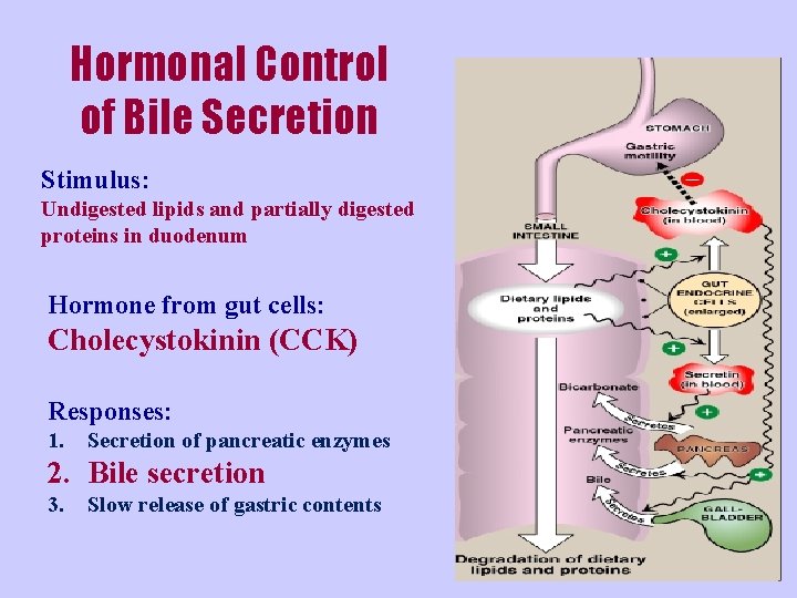 Hormonal Control of Bile Secretion Stimulus: Undigested lipids and partially digested proteins in duodenum