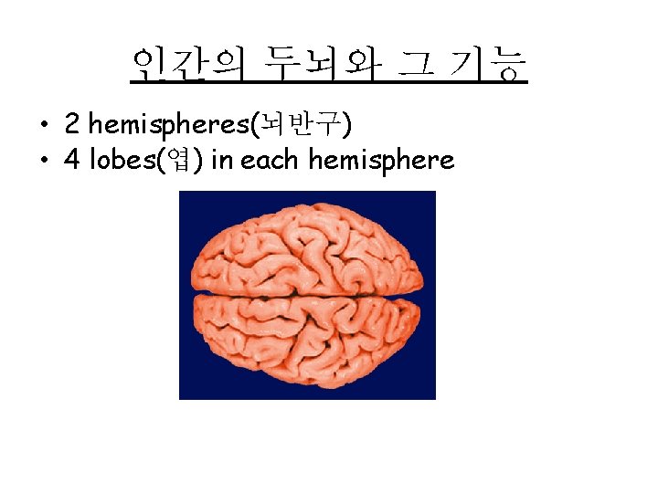 인간의 두뇌와 그 기능 • 2 hemispheres(뇌반구) • 4 lobes(엽) in each hemisphere 