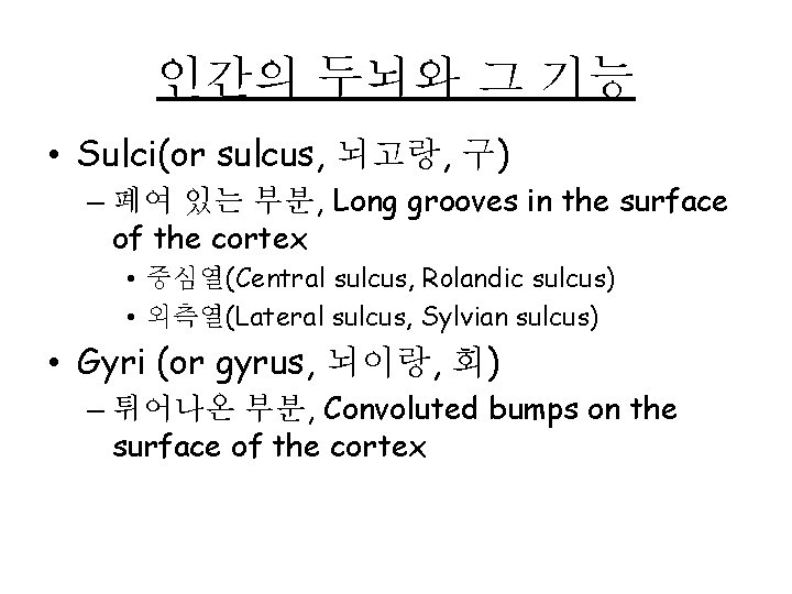 인간의 두뇌와 그 기능 • Sulci(or sulcus, 뇌고랑, 구) – 폐여 있는 부분, Long