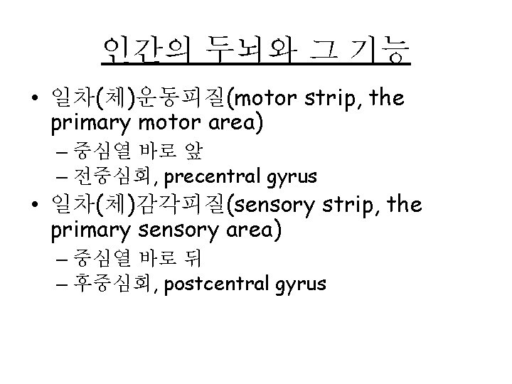 인간의 두뇌와 그 기능 • 일차(체)운동피질(motor strip, the primary motor area) – 중심열 바로