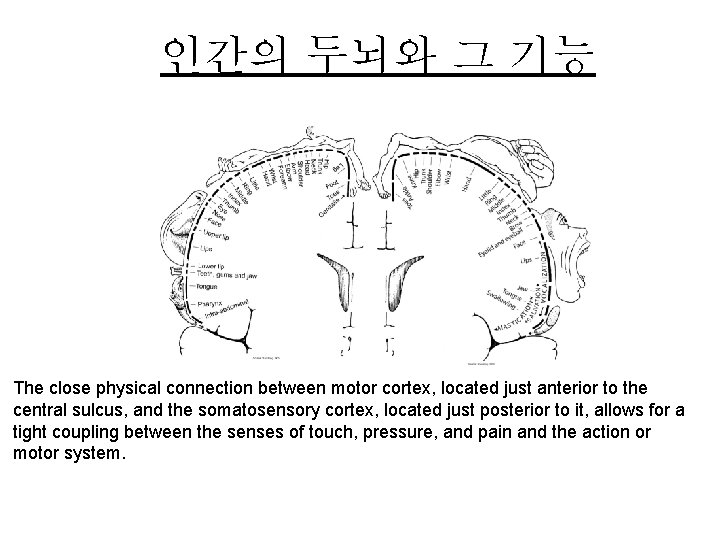 인간의 두뇌와 그 기능 The close physical connection between motor cortex, located just anterior