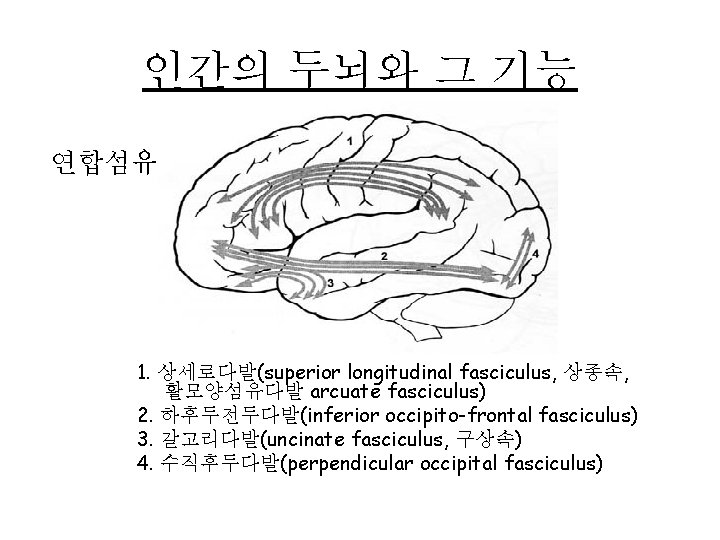 인간의 두뇌와 그 기능 연합섬유 1. 상세로다발(superior longitudinal fasciculus, 상종속, 활모양섬유다발 arcuate fasciculus) 2.