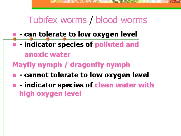 Tubifex worms / blood worms - can tolerate to low oxygen level n -