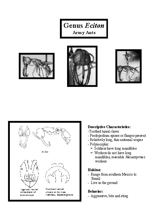 Genus Eciton Army Ants Descriptive Characteristics: -Toothed tarsal claws - Prodopodium spines or flanges