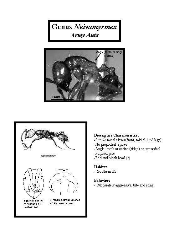 Genus Neivamyrmex Army Ants Angle, tooth or ridge (carina) Descriptive Characteristics: -Simple tarsal claws