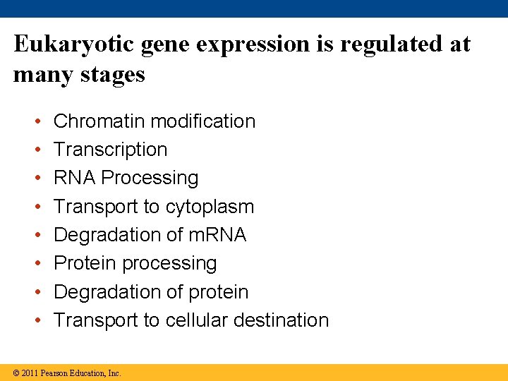 Eukaryotic gene expression is regulated at many stages • • Chromatin modification Transcription RNA