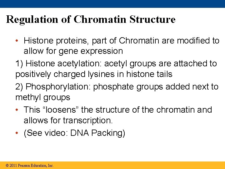 Regulation of Chromatin Structure • Histone proteins, part of Chromatin are modified to allow