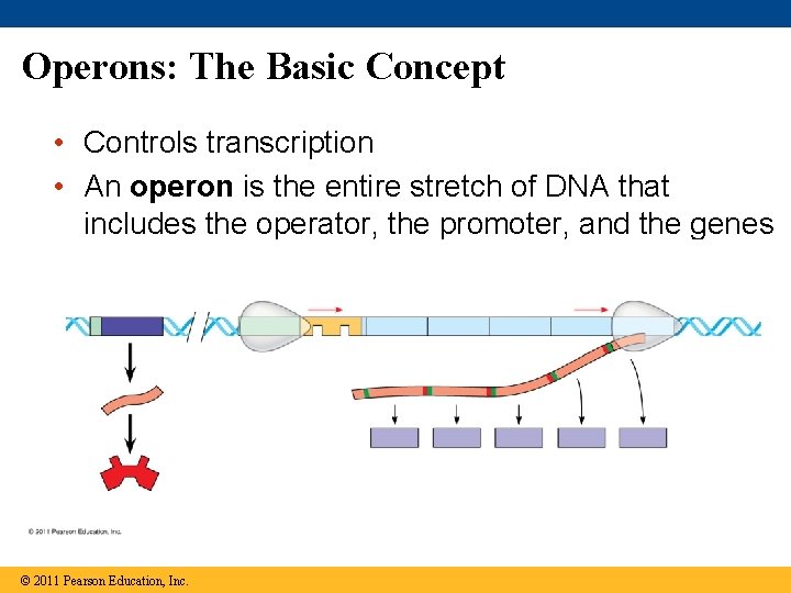 Operons: The Basic Concept • Controls transcription • An operon is the entire stretch