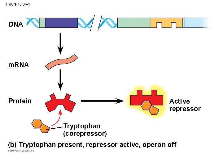 Figure 18. 3 b-1 DNA m. RNA Protein Active repressor Tryptophan (corepressor) (b) Tryptophan
