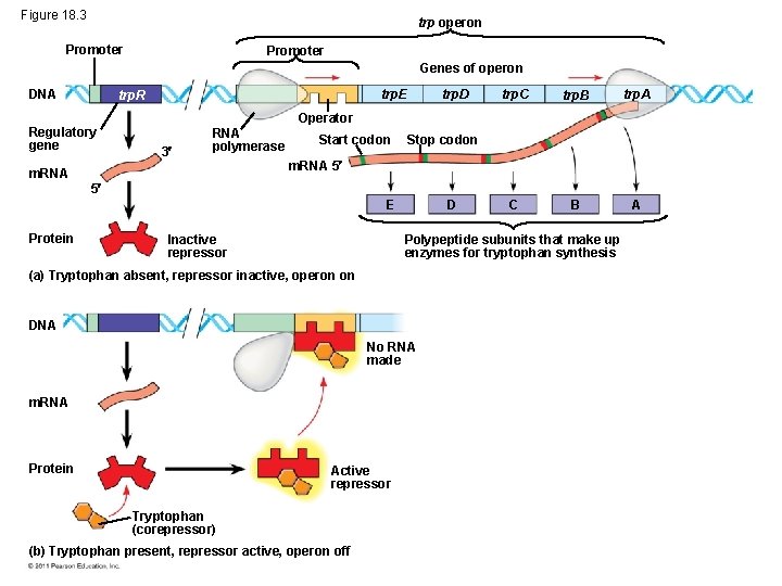 Figure 18. 3 trp operon Promoter Genes of operon DNA trp. E trp. R