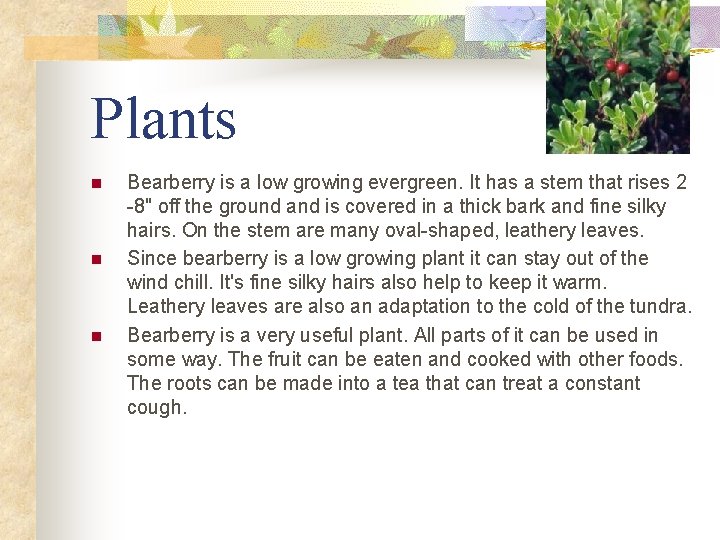 Plants n n n Bearberry is a low growing evergreen. It has a stem