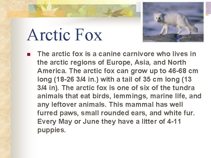 Arctic Fox n The arctic fox is a canine carnivore who lives in the