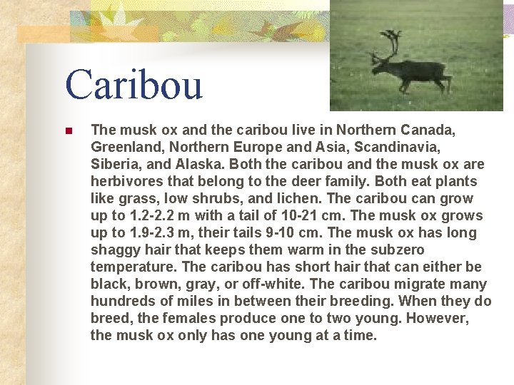 Caribou n The musk ox and the caribou live in Northern Canada, Greenland, Northern