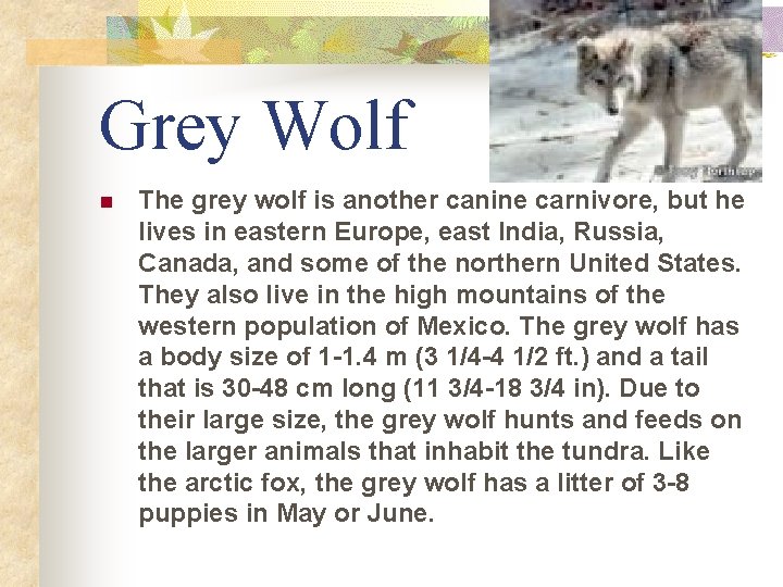 Grey Wolf n The grey wolf is another canine carnivore, but he lives in