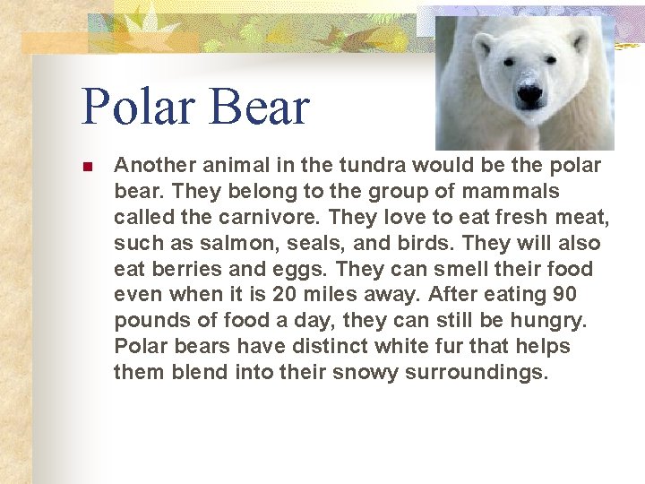 Polar Bear n Another animal in the tundra would be the polar bear. They