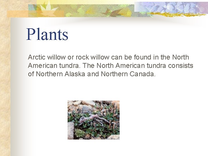 Plants Arctic willow or rock willow can be found in the North American tundra.