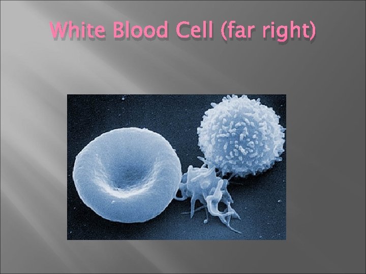 White Blood Cell (far right) 