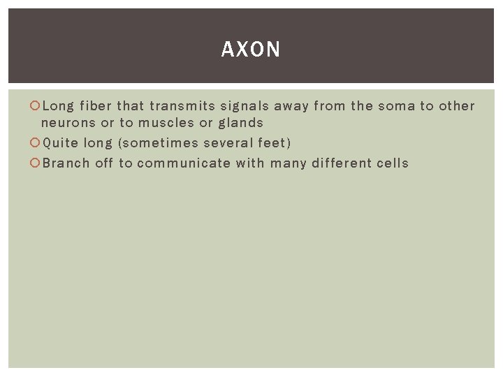 AXON Long fiber that transmits signals away from the soma to other neurons or