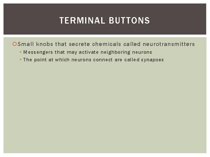 TERMINAL BUTTONS Small knobs that secrete chemicals called neurotransmitters § Messengers that may activate