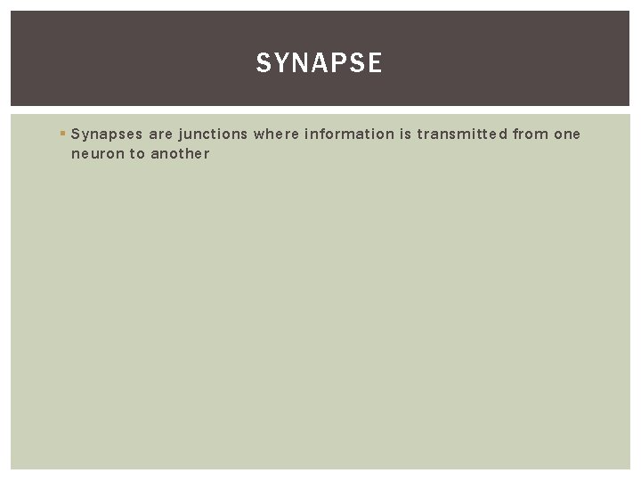 SYNAPSE § Synapses are junctions where information is transmitted from one neuron to another