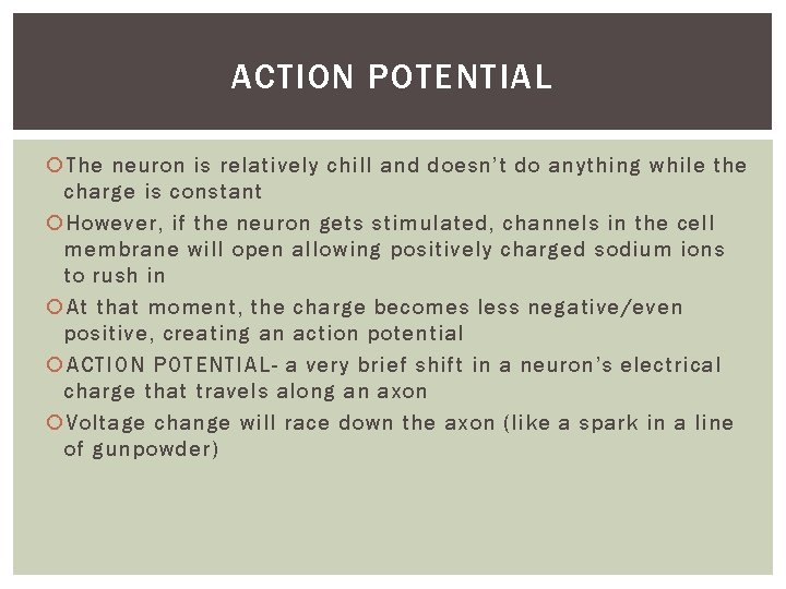 ACTION POTENTIAL The neuron is relatively chill and doesn’t do anything while the charge